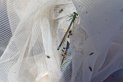 Ischnura denticollis