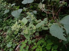 Peteravenia schultzii