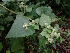 Peteravenia schultzii