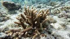 Acropora pulchra