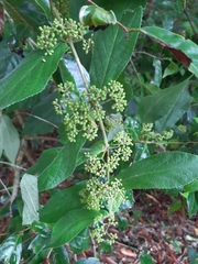 Callicarpa rubella