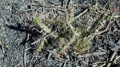 Opuntia aurantiaca