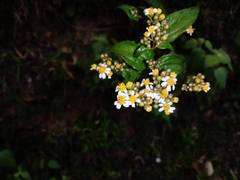 Alloispermum integrifolium