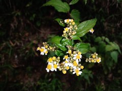 Alloispermum integrifolium