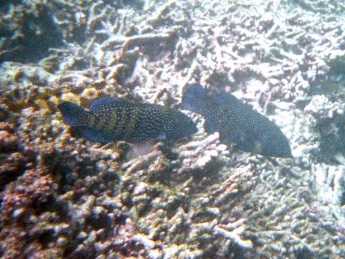 Peacock Grouper, photo 8 of 10