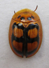 Aspidimorpha areata