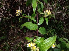Alloispermum integrifolium