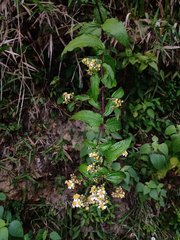 Alloispermum integrifolium