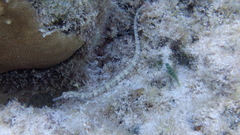 Corythoichthys haematopterus