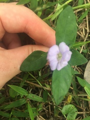 Brunoniella
