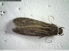 Lepidoptera