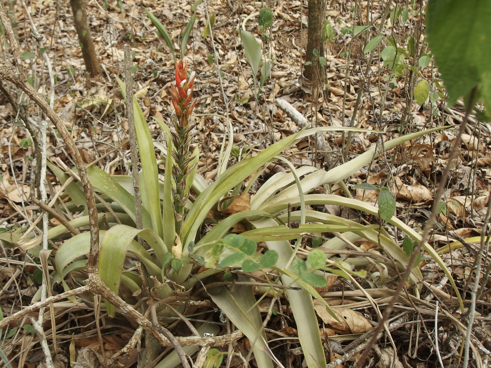 Guzmania monostachia image
