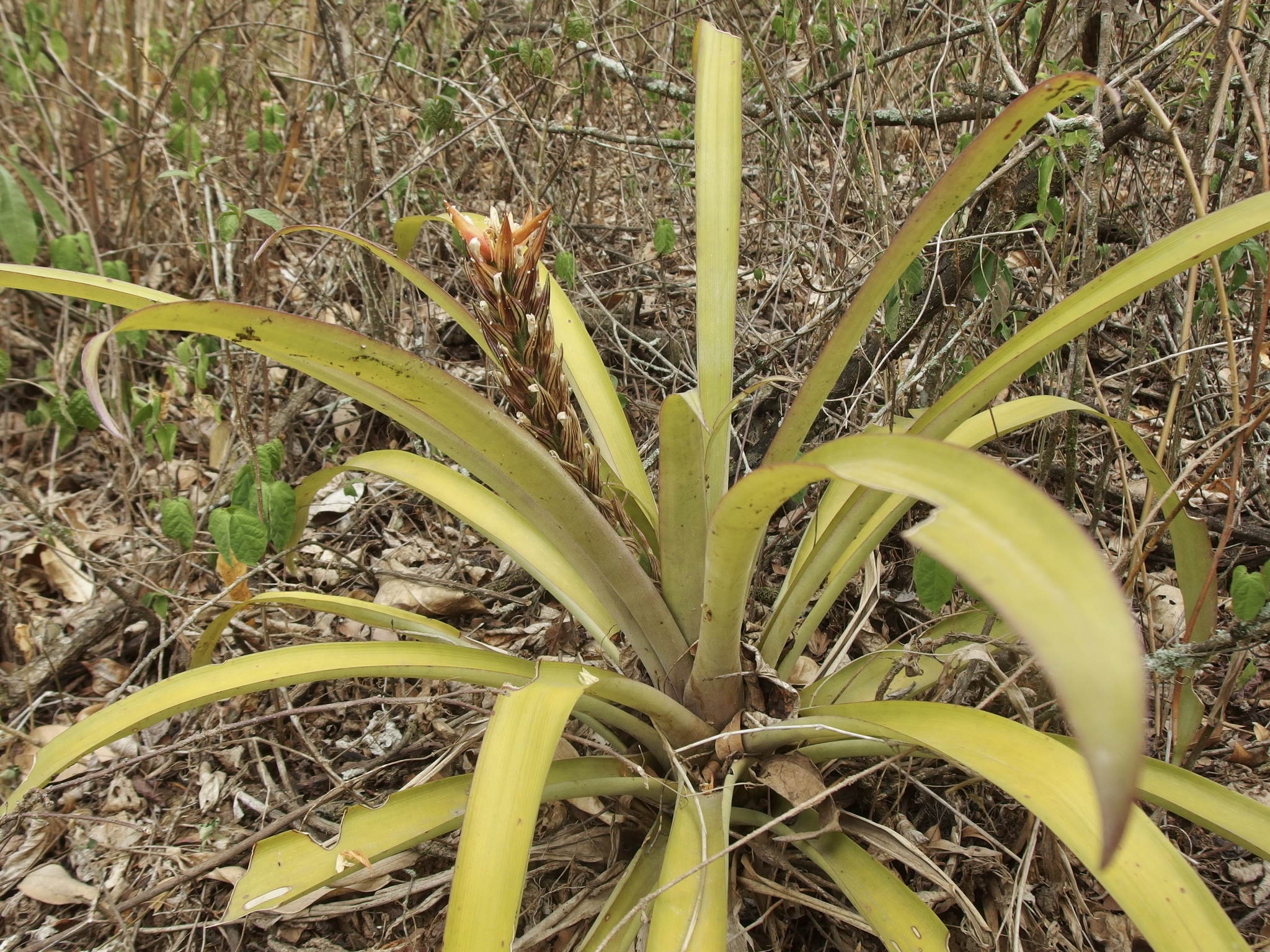 Guzmania monostachia image