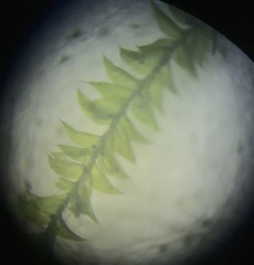 Plagiothecium cavifolium