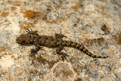 Mediodactylus