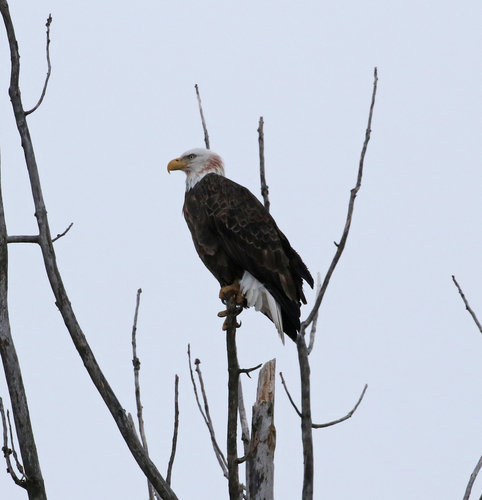 Bald Eagle photographed in Michigan