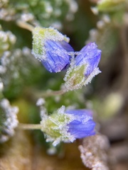 Veronica persica