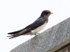 Hirundo rustica
