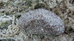 Actinopyga echinites