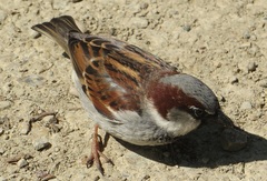 Passer domesticus