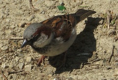 Passer domesticus