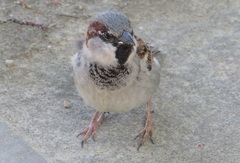 Passer domesticus