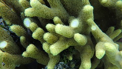Porites cylindrica