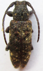 Apomecyna binubila