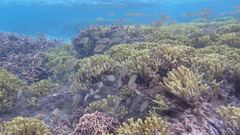 Siganus spinus