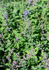 Nepeta racemosa racemosa