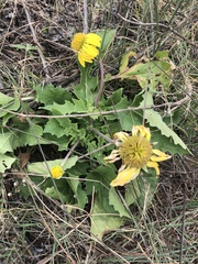 Tetragonotheca repanda