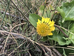 Tetragonotheca repanda