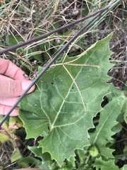 Tetragonotheca repanda