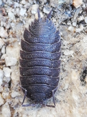 Porcellio novus