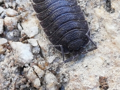 Porcellio novus