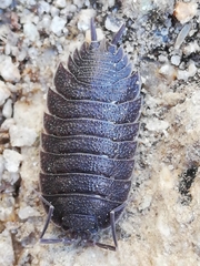 Porcellio novus