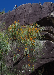 Dendrophthoe glabrescens