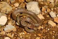 Dolichophis