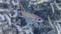 Neoniphon opercularis