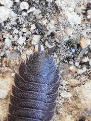 Porcellio novus