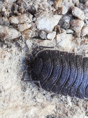 Porcellio novus