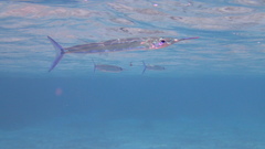 Hyporhamphus dussumieri