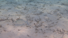 Caranx melampygus