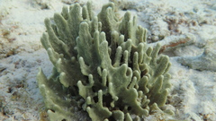 Lamellodysidea