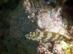 Epinephelus merra