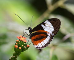 Heliconius cydno cydnides