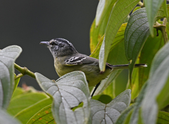 Herpsilochmus axillaris