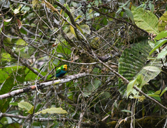 Chlorochrysa nitidissima