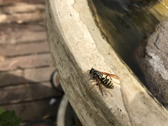 Polistes dominula