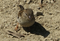 Passer domesticus